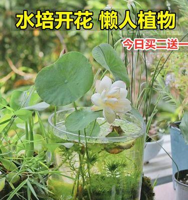 碗莲的盆栽方法（如何选取合适的盆土和盆器）