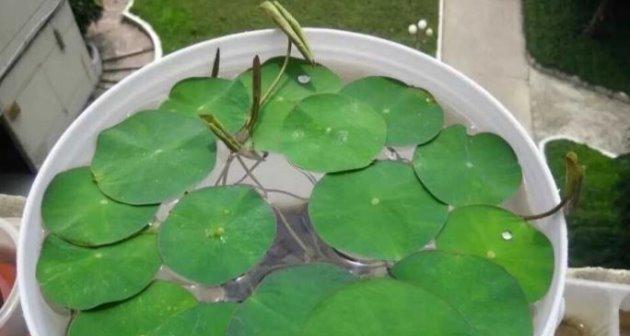 北方碗莲种植全攻略（了解碗莲）