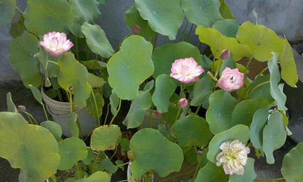 北方碗莲种植全攻略（了解碗莲）