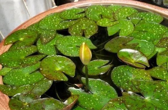 北方碗莲种植全攻略（了解碗莲）