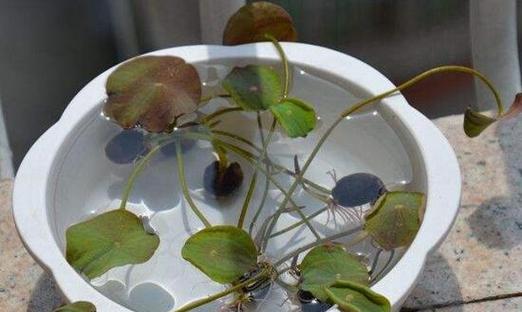 碗莲快速发芽的方法（掌握这些技巧）