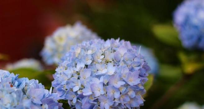 《无尽夏的花语与寓意》（揭开花海中的秘密）