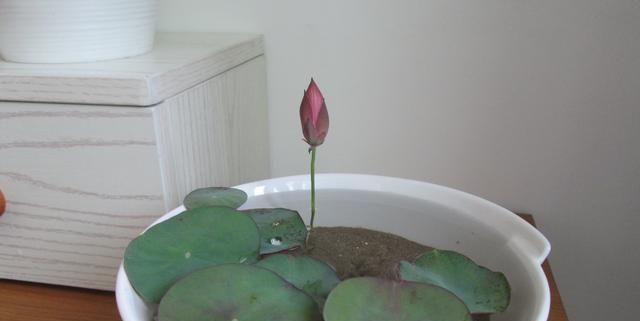 碗莲不开花的原因及解决方法（为什么碗莲只长叶子不开花）