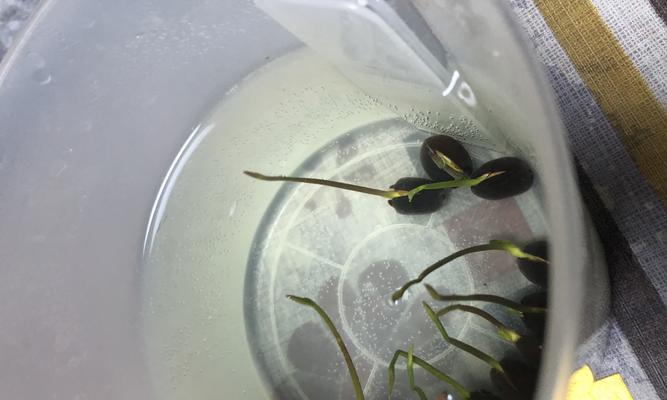 碗莲种子发芽全过程（如何让碗莲种子迅速发芽）