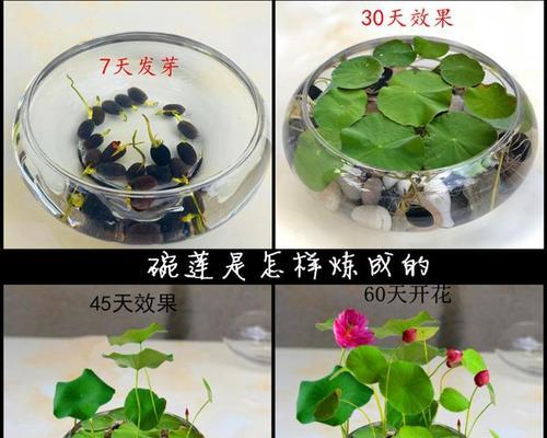碗莲种子发芽全过程（如何让碗莲种子迅速发芽）