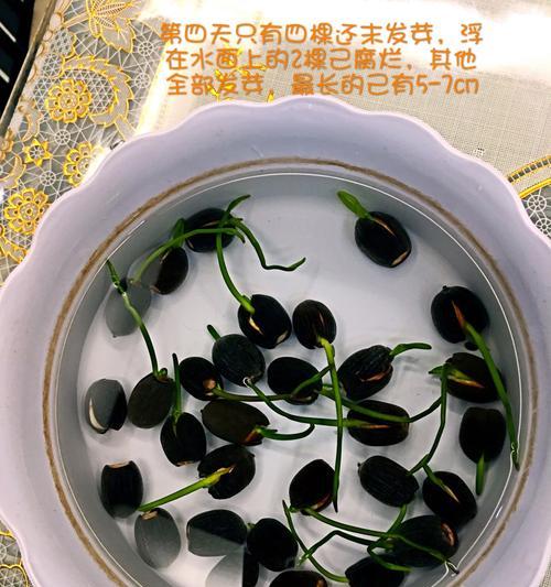 碗莲种子的发芽过程（探秘碗莲的生长之谜）