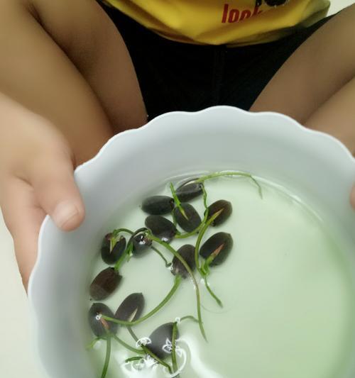碗莲种子的发芽过程（探秘碗莲的生长之谜）