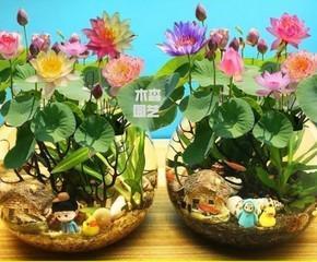 碗莲种子的营养价值与食用方法（探究碗莲种子的营养成分及健康价值）