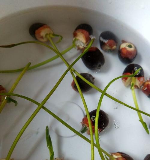 如何选取最佳时期种植碗莲种子（了解种植季节和所需条件）