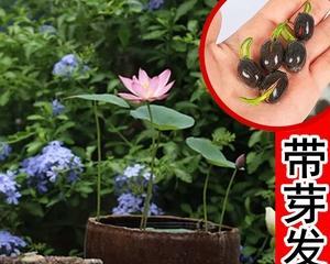 如何选取最佳时期种植碗莲种子（了解种植季节和所需条件）
