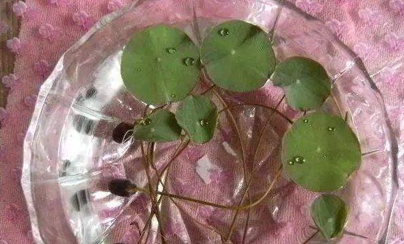 碗莲种子是否有毒（科学家解析碗莲种子的毒性成分）