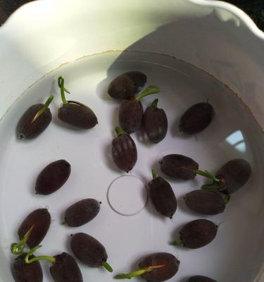碗莲种子是否有毒（科学家解析碗莲种子的毒性成分）