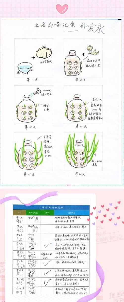 探究碗莲种子的来源（种子的获得和生长过程）