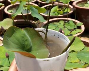 碗莲种子怎么种植（手把手教你种植碗莲）