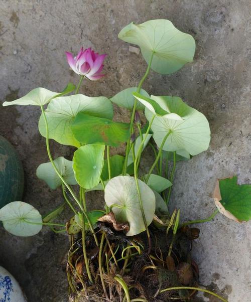 碗莲种子怎么种植（手把手教你种植碗莲）