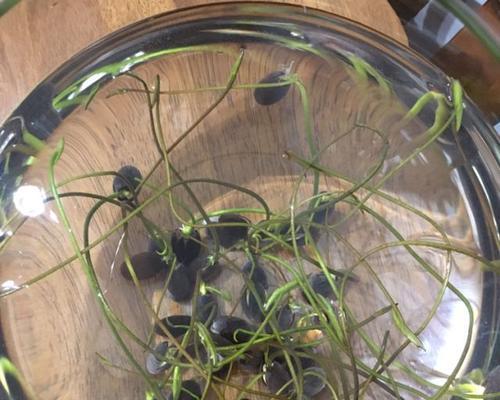如何种植碗莲种子——从选种到收获全程详解（碗莲种子种植方法）