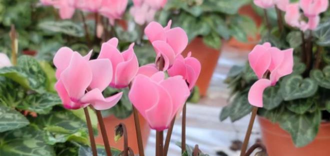 仙客来的花语与寓意（解读仙客来花的隐含寓意）