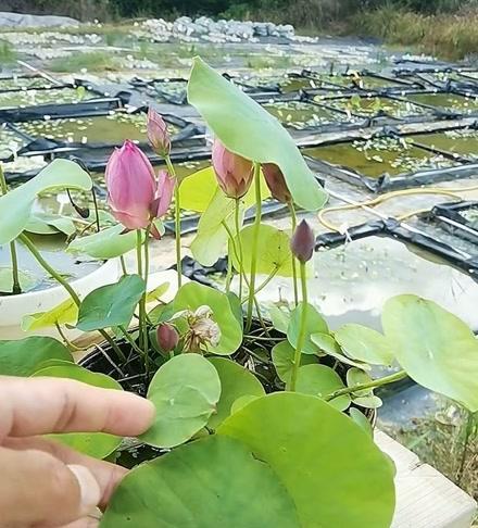 碗莲追肥指南——如何选择适合的肥料进行施肥