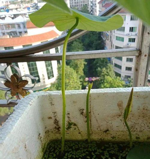 碗莲追肥指南——如何选择适合的肥料进行施肥