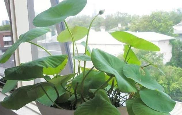 碗盆花园（用碗盆打造迷人的小花园）