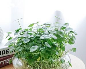 碗盆花园（用碗盆打造迷人的小花园）