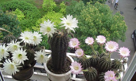 仙人掌的花语和寓意（探秘仙人掌的神奇之处）