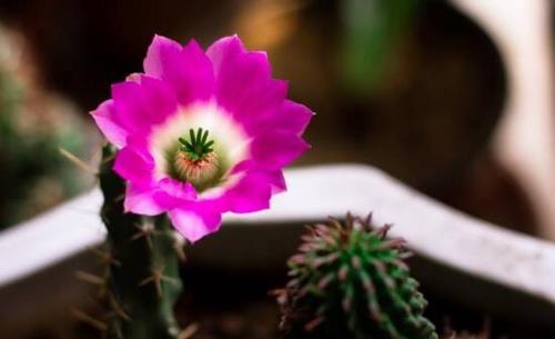 仙人掌花语（以仙人掌为象征的花语寓意与代表的含义）