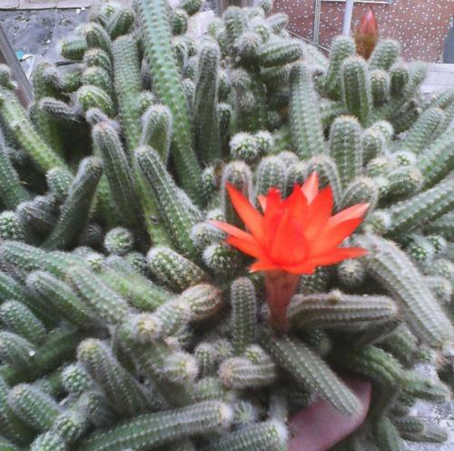 仙人指花语的寓意与象征（探寻仙人指花语的含义与神秘力量）