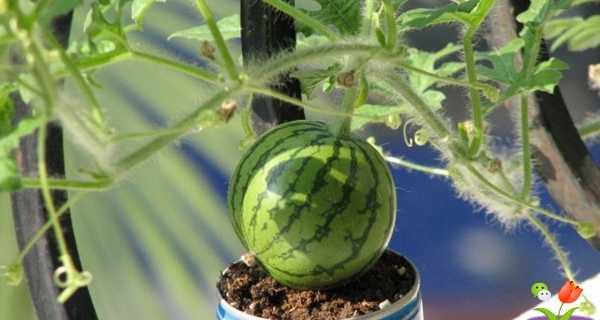 晚西瓜种植的时间和方法（丰收秘笈）