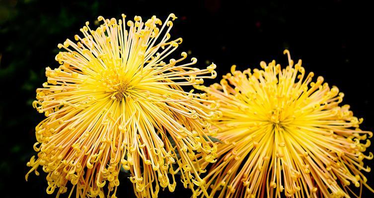 湘潭市花——菊花的象征与寓意（湘潭市花菊花的文化内涵与生态保护）