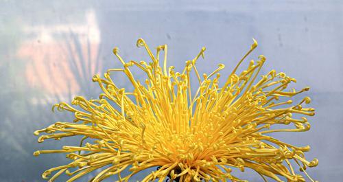 湘潭市花——菊花的象征与寓意（湘潭市花菊花的文化内涵与生态保护）