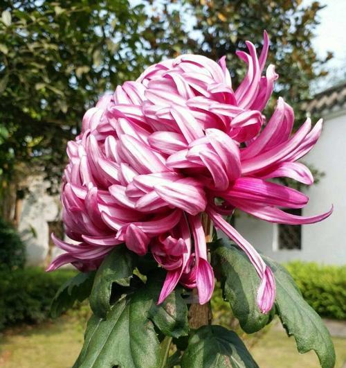 湘潭市花——菊花的象征与寓意（湘潭市花菊花的文化内涵与生态保护）