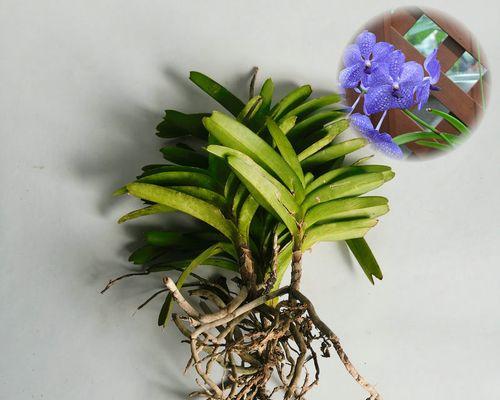 万代兰的养护方法（让你的万代兰绽放更美的花朵）