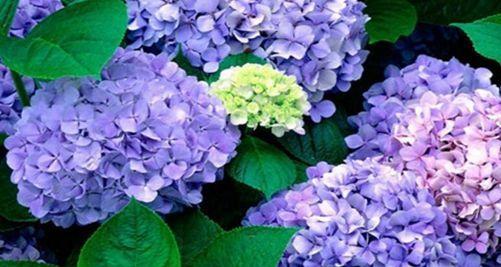 绣球花（绣球花代表什么含义）