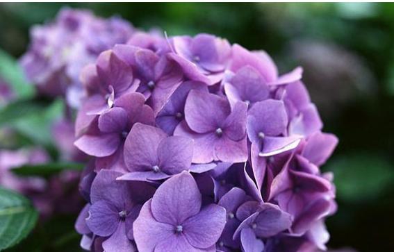 绣球花（绣球花代表什么含义）