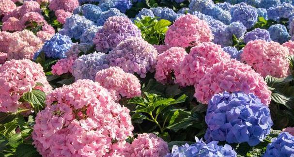 绣球花的花语与寓意（探索绣球花的深层含义）