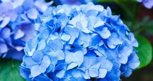 绣球花的花语与寓意（探索绣球花的深层含义）