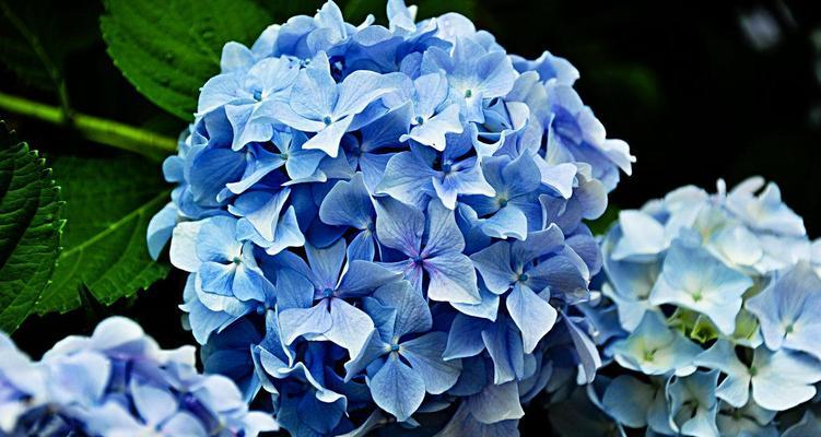 绣球花的花语与寓意（探索绣球花的深层含义）
