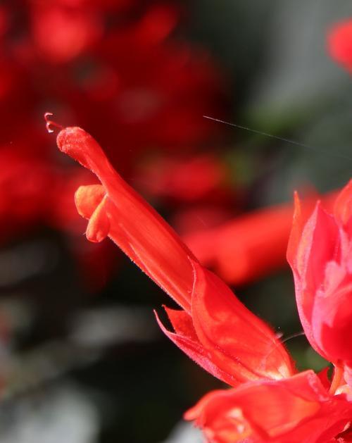 家居养花必备！万年红花适合室内养吗（探究万年红花在家里的养殖方法与注意事项）