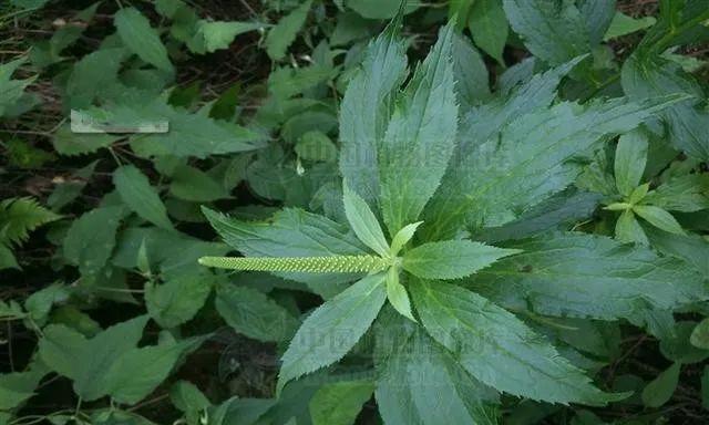 玄参科植物的共性特征与研究进展（揭秘玄参科植物的神奇之处）