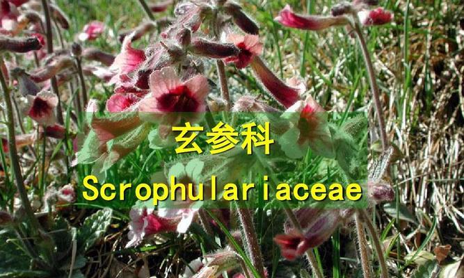 玄参科植物的共性特征与研究进展（揭秘玄参科植物的神奇之处）
