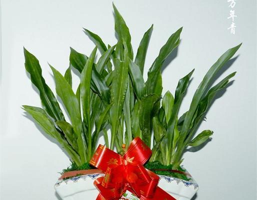 万年青果实的营养价值与应用（探究万年青果实的药用价值及其食用方法）