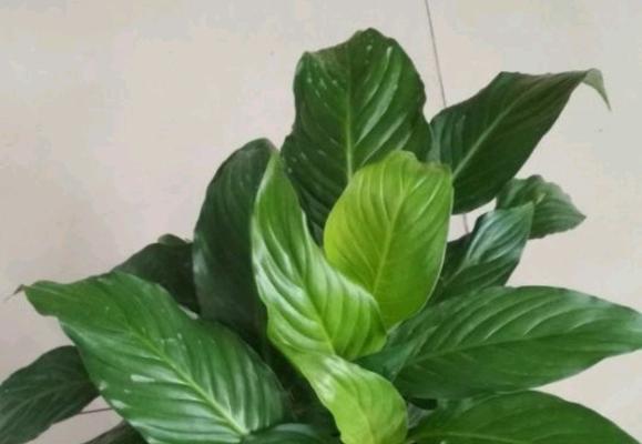 万年青果实的营养价值与应用（探究万年青果实的药用价值及其食用方法）