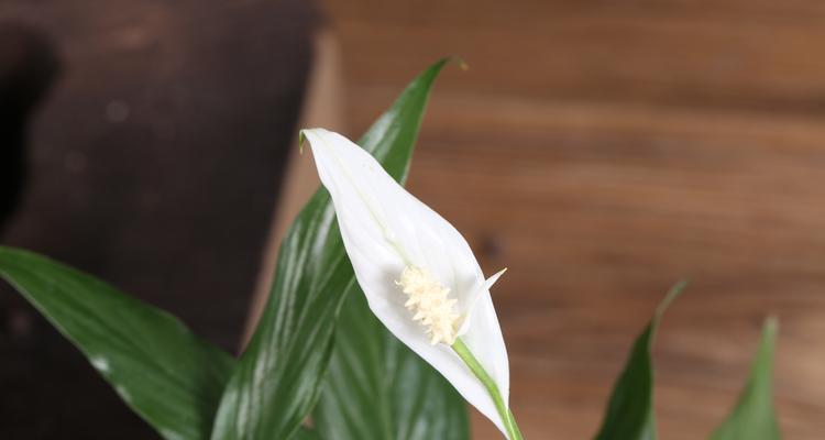 一帆风顺的花语与寓意（美丽而吉祥的花朵）