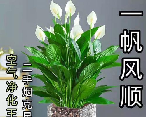 一帆风顺花的象征与寓意（花朵盛开）