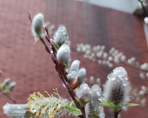 银柳花语与寓意（银柳的花语及象征意义）