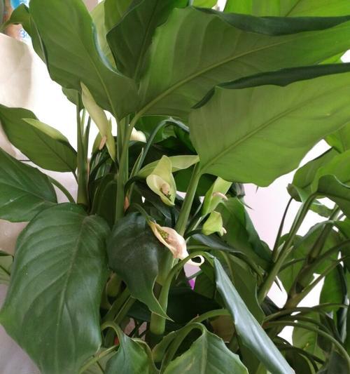 万年青开花后的处理方法（剪掉还是留下）