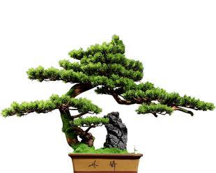 迎客松（探寻迎客松的象征意义和文化价值）