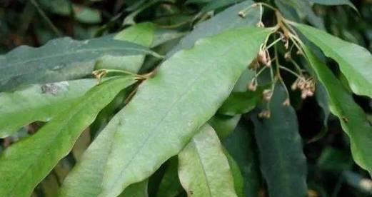 常绿硬叶林的叶片特点——坚韧适应恒常绿化（常绿硬叶林植物叶片的形态与生理特性）