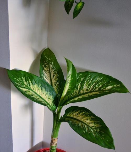 在家门口种万年青，享受绿色生活（教你如何种植万年青）